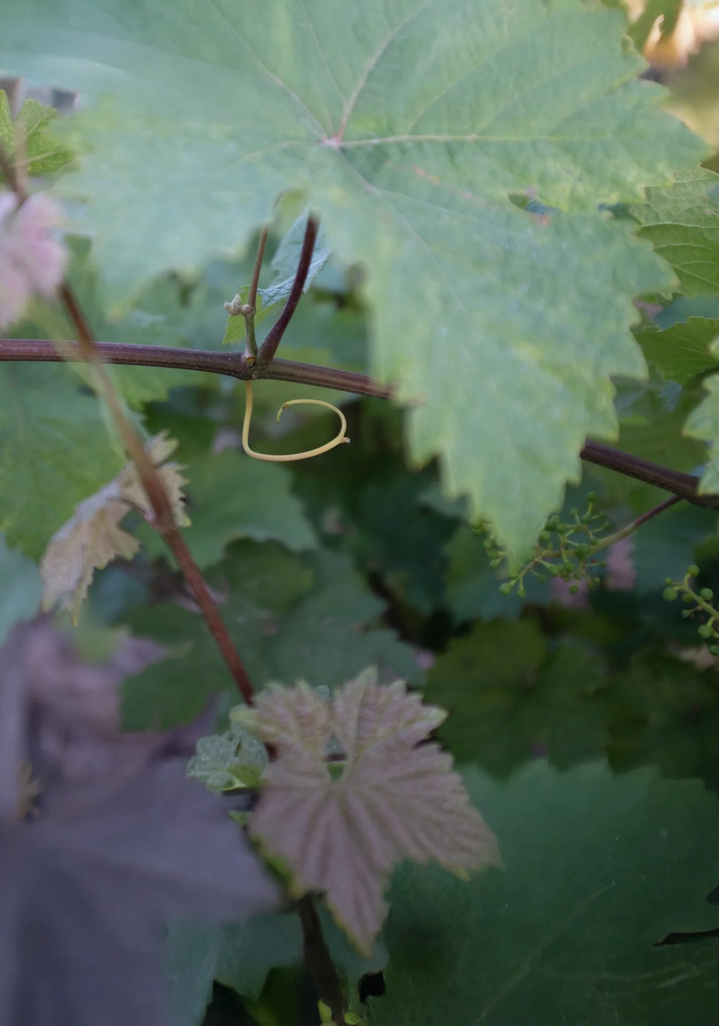 Weinranke mit Blättern, Ranke und jungen Trauben